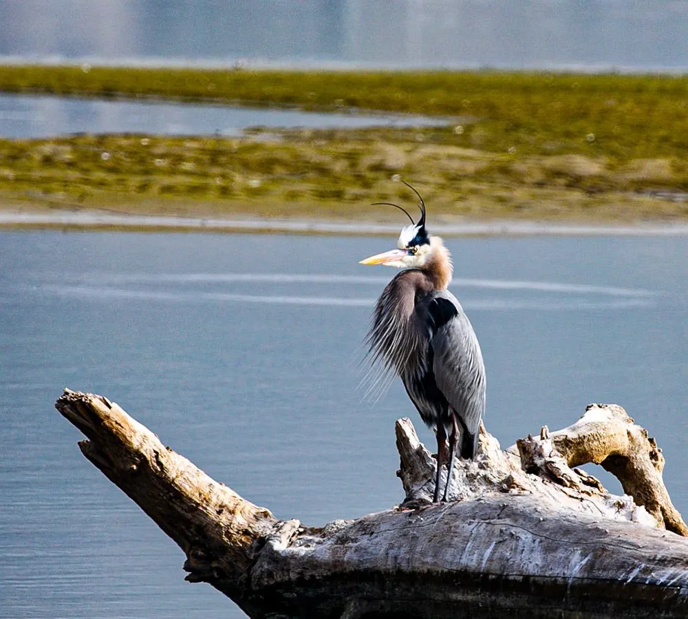 Grey Heron in breeding plumage, Malibu Lagoon, Malibu, CA
