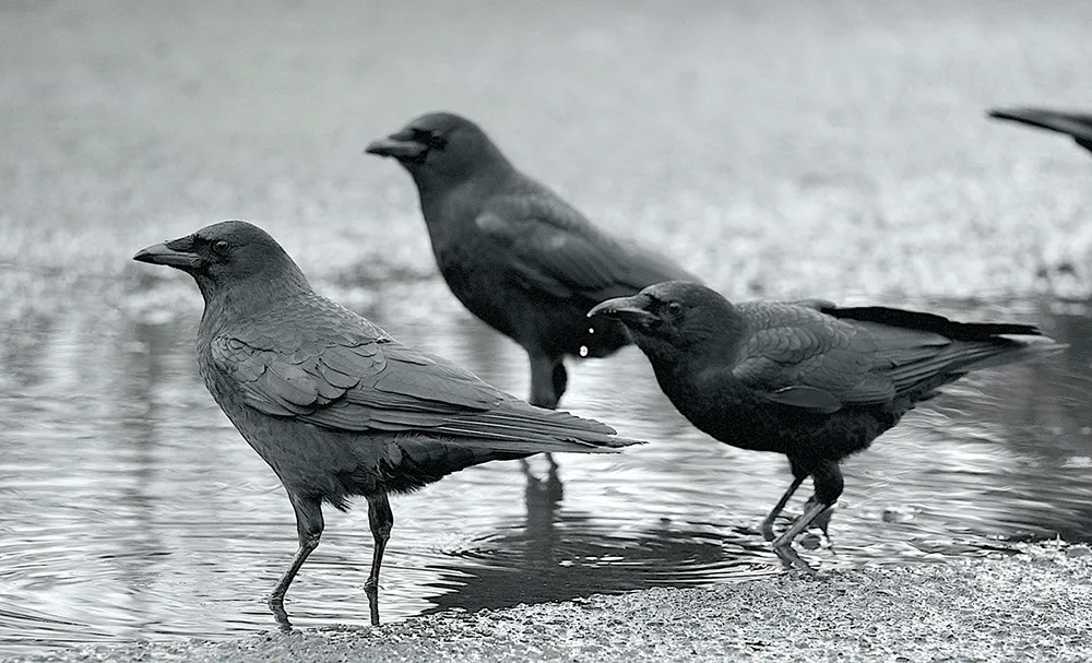 Julie Morley Crows