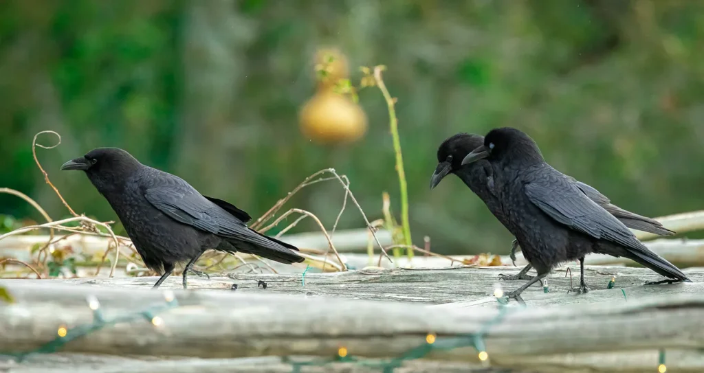 What are Multispecies Stories?