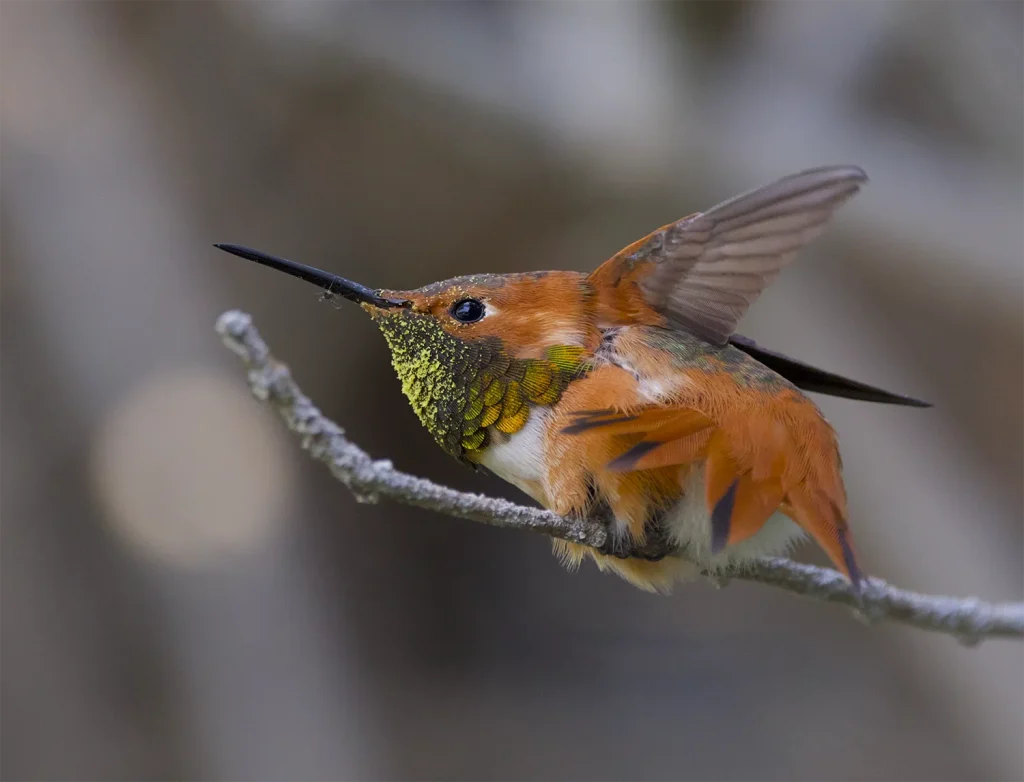 Why I Started Multispecies Media